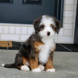 Marigold READY NOW - Blue merle female Bernedoodle puppy in Apple Creek, Ohio from Kathryn Troyer