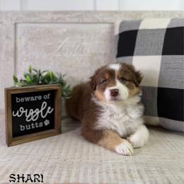Shari - Red tri-color female Australian Shepherd puppy in Jonesborough, Tennessee from Lotus Australian Shepherds