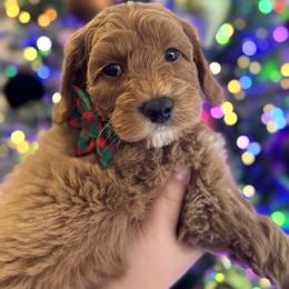 Australian Labradoodle Puppies from Liberty Hill Labradoodles