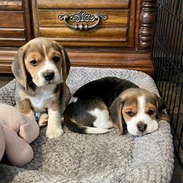 Beagle Puppies from Fuller Beagles