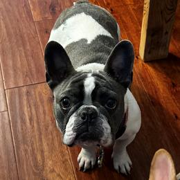 Pearl - French Bulldog