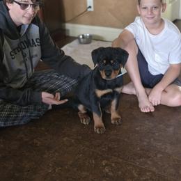 Border Collie and Rottweiler Puppies from K&R RANCH KENNELS
