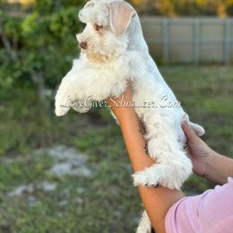 Miniature Schnauzer Puppies from Love Giver Schnauzers