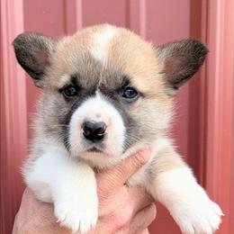 Girl 1 - Sable female Pembroke Welsh Corgi puppy in Clayton, Washington from Smiling J Ranch Corgis