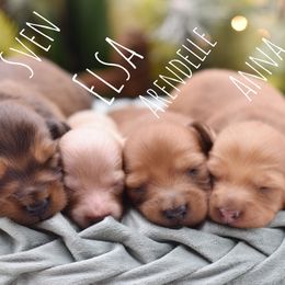 Anna- AKC import lines - Red female Dachshund puppy in Coweta, Oklahoma from Sunnyside Dachshunds