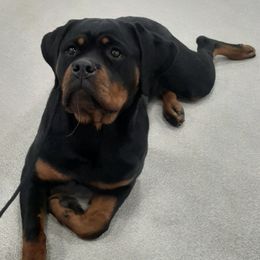 Rottweilers from Razen K9s
