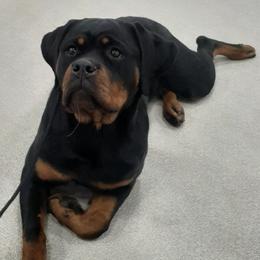 Rottweilers from Razen K9s