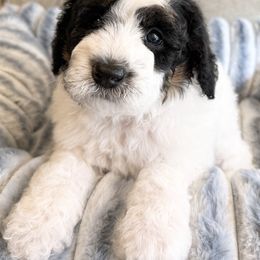 Tawny - Black and white female Sheepadoodle puppy in Roseburg, Oregon from Sharon’s Sheepadoodle’s