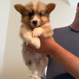 Blade - Blue merle and white male American Corgi puppy in Decatur, Texas from Bar S Corgis