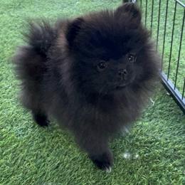 Gigi - Black female Pomeranian puppy in Jefferson City, Missouri from MJ’s Pomeranians