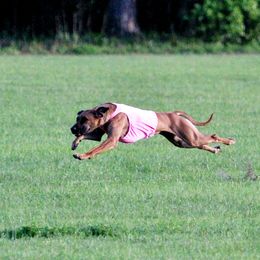 Rhodesian Ridgeback and Xoloitzcuintli All Grown Up from Venus Rhodesian Ridgebacks