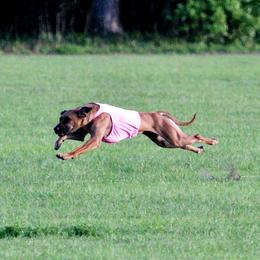 Rhodesian Ridgeback and Xoloitzcuintli All Grown Up from Venus Rhodesian Ridgebacks