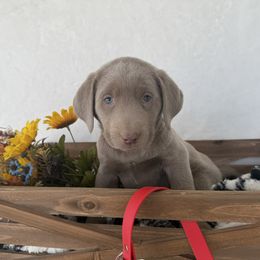 Red collar - Silver male Dilute Retriever puppy in Teton County, Montana from East Front Labradors & Treasure State Schnauzers