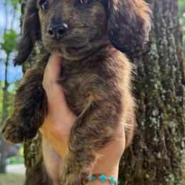 Jasmine - Brindle female Dachshund puppy in Maidsville, West Virginia from L&B Lowriders