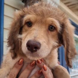 Vivienne - Sable female Aussiedoodle puppy in Grand Saline, Texas from Aussies Acre