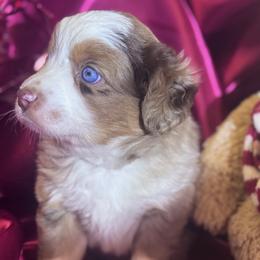 Beau - Red merle male Miniature Australian Shepherd puppy in Granbury, Texas from Jubilee Acres