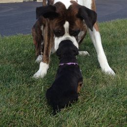Airedale Terrier and Boxer Puppies from Roc Haven Airedales & Boxers