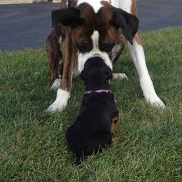 Airedale Terrier and Boxer Puppies from Roc Haven Airedales & Boxers