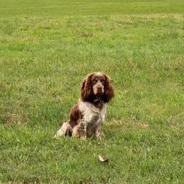 Chief - English Springer Spaniel