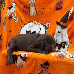 Teal - Chocolate female Labrador Retriever puppy in Heath Springs, South Carolina from Rich Hill Retrievers