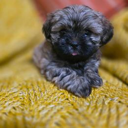 Truvy - Brown female Shichon puppy in Ronda, North Carolina from Willow River