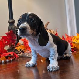Boy 1 - Piebald male Dachshund puppy in Waycross, Georgia from Southern Paws
