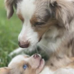 Miniature Australian Shepherds and Toy Australian Shepherds from Joshua Davis