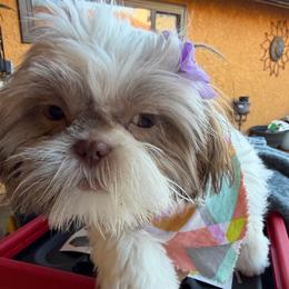 Star - Sable and white female Shih Tzu puppy in Victorville, California from RUMBLE n TUMBLE