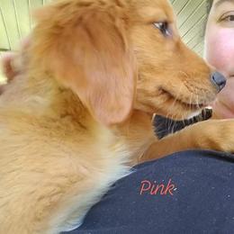 Golden Retriever Puppies from Ginger Snap Golden Retrievers