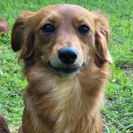 Companion Crosses and Dachshunds from Sweet Honey Bunn Hounds