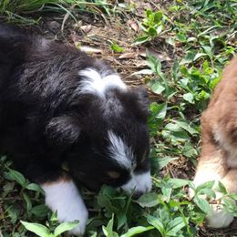 Miniature Australian Shepherds and Toy Australian Shepherds from Circle B Plus Farm