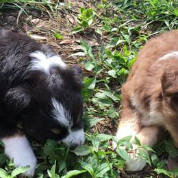 Miniature Australian Shepherds and Toy Australian Shepherds from Circle B Plus Farm