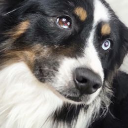 Thor - Miniature Australian Shepherd