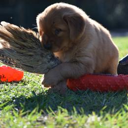 Golden Retriever Puppies from Earley Goldens