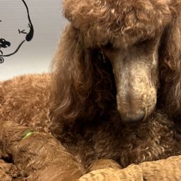 Poodles from Bridge City Poodles