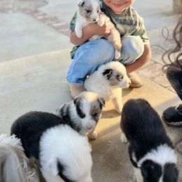 Australian Shepherd Puppies from Oro’z Farm Aussies