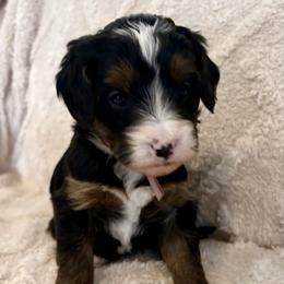 Violet collar girl - Tri-color female Bernedoodle puppy in Lake, Michigan from 3 King Doodles & Poodles
