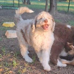 Eloise - Brown merle female Aussiedoodle puppy in Grand Saline, Texas from Aussies Acre