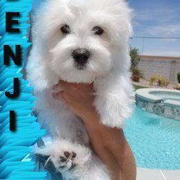 Coton de Tulear Puppies from Classy Cotons