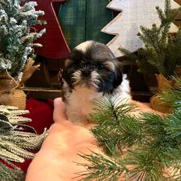 Girl 2(Holly) - Gold and white female Shih Tzu puppy in North Carolina from WillowCreek Mountain View Shih Tzu