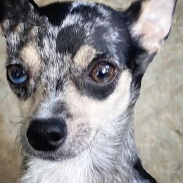 Chihuahua puppies from Western Kentucky Chihuahua’s and Chinese Crested’s