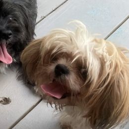 Shih Tzus from Cuddle Me Creations