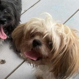 Shih Tzus from Cuddle Me Creations