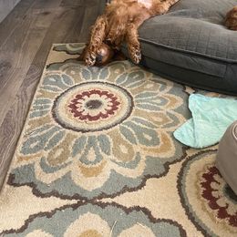 Goldendoodle Puppies from Natalie Cole's Goldendoodles