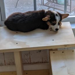 Pembroke Welsh Corgi Puppies from The Hope Ranch