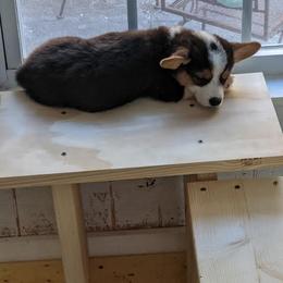 Pembroke Welsh Corgi Puppies from The Hope Ranch