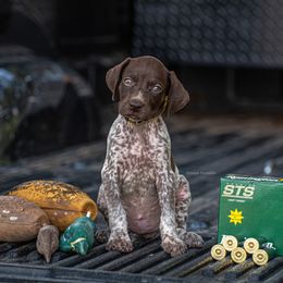 German Shorthaired Pointer and Vizsla Puppies from Nosam Kennels