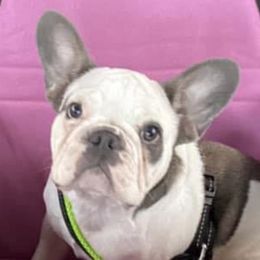 French Bulldogs from Hillbilly Frenchies