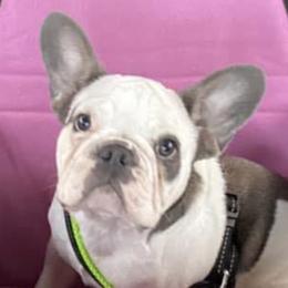 French Bulldogs from Hillbilly Frenchies