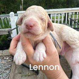 Lennon - Cream male Goldendoodle puppy in Prosperity, Pennsylvania from Stelladoodles & Company